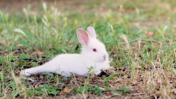 Пасхальный кролик сидит в зеленой траве. Белый кролик с красными глазами, сидящий в зеленой траве. - Кадры, видео