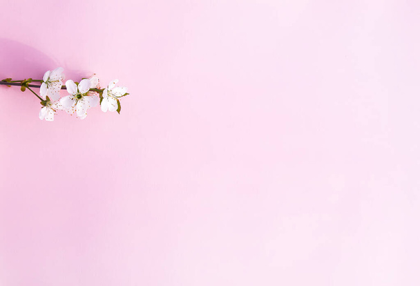ピンクの柔らかい背景に桜の花の枝 - 写真・画像