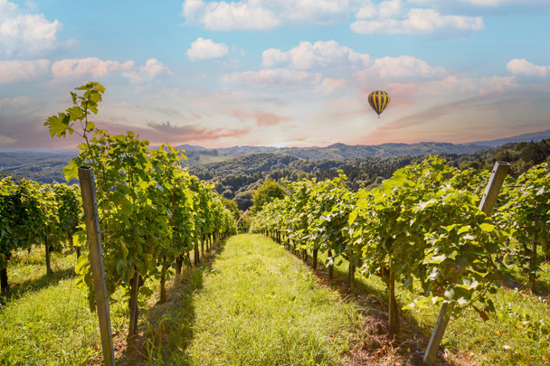 Виноградники с виноградом и винодельней вдоль винной дороги с воздушным шаром на вечернем солнце, Италия Тоскана Европа - Фото, изображение