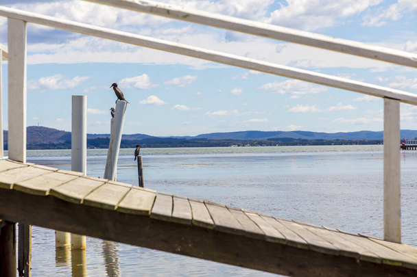 Aves aquáticas sentadas em postes de molhe velhos na água perto do Long Jetty na entrada em Nova Gales do Sul regional na Austrália - Foto, Imagem