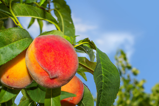 Juicy organic peaches on a tree - Photo, Image