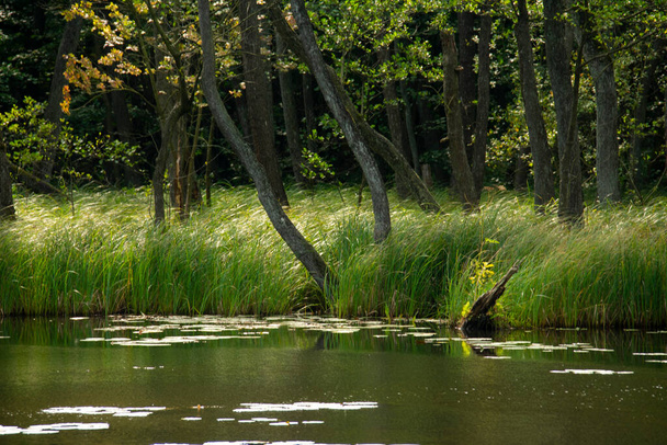 Сцена природи лілійних подушок, що сидять на воді в Маркіш Швайз Баков Бранденбург. - Фото, зображення