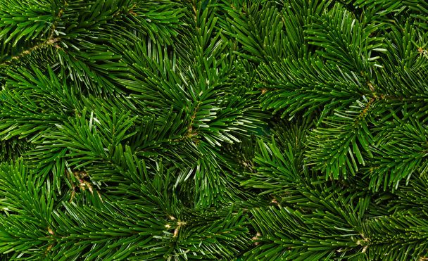 Kerstboom achtergrond. Textuur van groene takken van Nordmann dennenboom, close-up. Natuurlijke winter en vakantie achtergrond - Foto, afbeelding