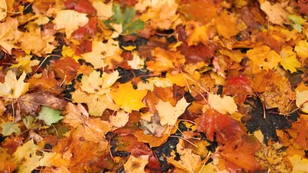 Horní pohled na podzimní vlhké žluté listy leží na pozadí země. Skupinové podzimní oranžové listy - Záběry, video