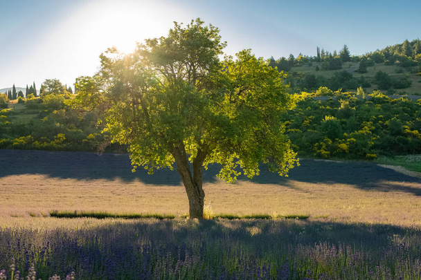 A tree isolated in a lavender field in Provence, colorful landscape in spring - Photo, Image