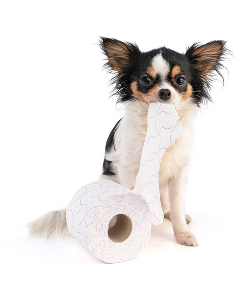 Chihuahua with a toilet papier on white background - Foto, Bild