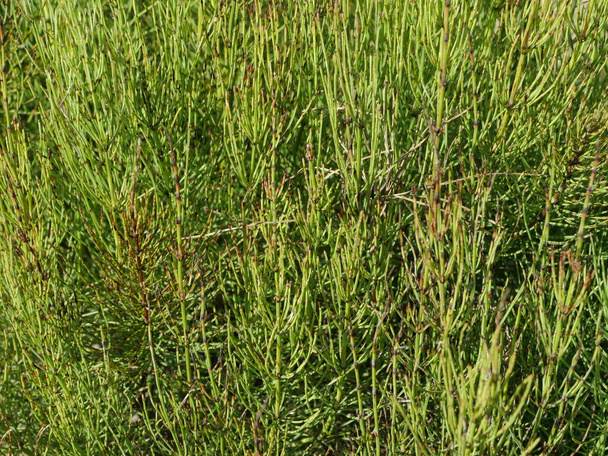cola de caballo de pantano primer plano, matorrales verdes  - Foto, imagen