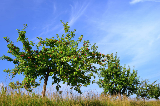 Plusieurs pommiers tordus se tiennent l'un à côté de l'autre dans une prairie, contre un ciel bleu, avec des pommes mûres dessus - Photo, image