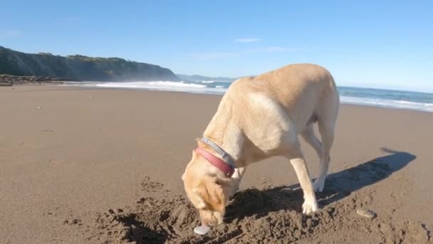 Labrador retriever chien jouant dans le sable sur la plage un matin d'été ensoleillé - Séquence, vidéo