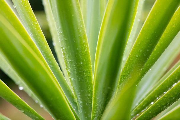 Kapky deště na velký semínko z rostliny Agave - Fotografie, Obrázek