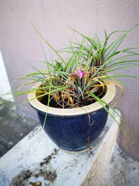 緑豊かなチランジア・シアネア・リンデン植物の鉢で - 写真・画像