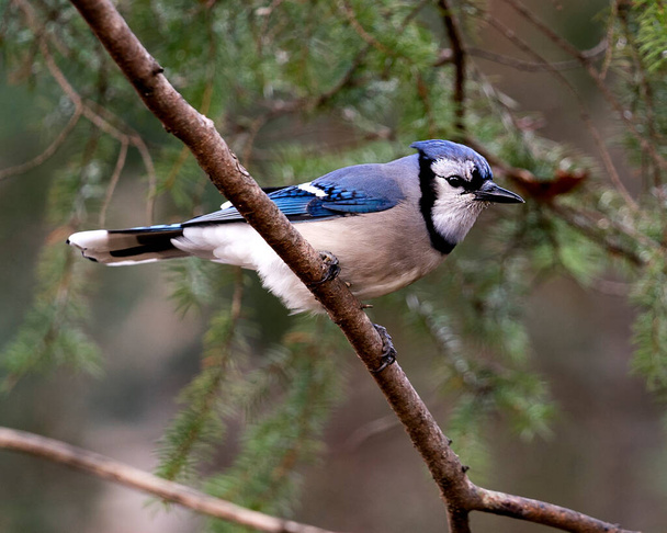 Blue Jay perched close-up profile view on a branch with a blur background in the forest environment and habitat. - Fotó, kép