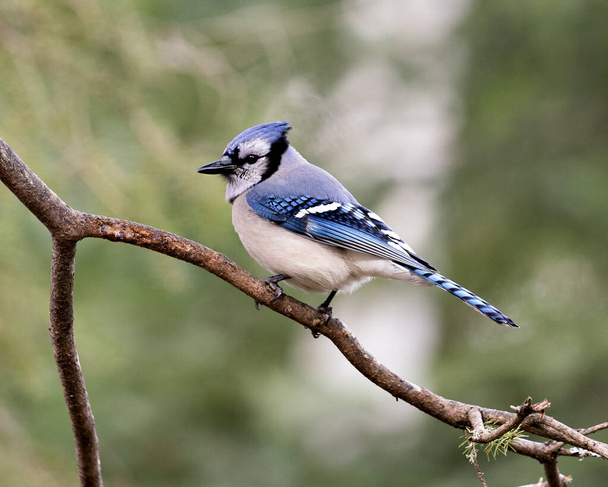 Blue Jay perched close-up profile view on a branch with a blur background in the forest environment and habitat. - Fotografie, Obrázek