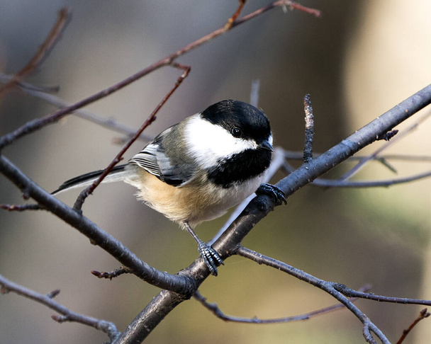 Chickadee close-up profile view empoleirado em um ramo com fundo desfocado em seu ambiente e habitat exibindo plumagem de penas macias.  - Foto, Imagem