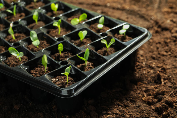 Seedling tray with young vegetable sprouts on ground outdoors - Foto, Imagem