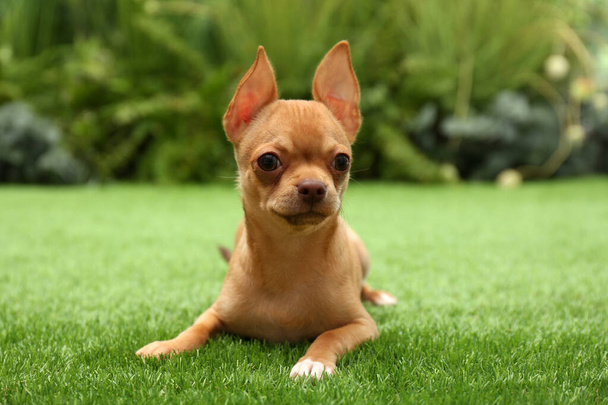 Cute Chihuahua puppy lying on green grass outdoors. Baby animal - Photo, Image