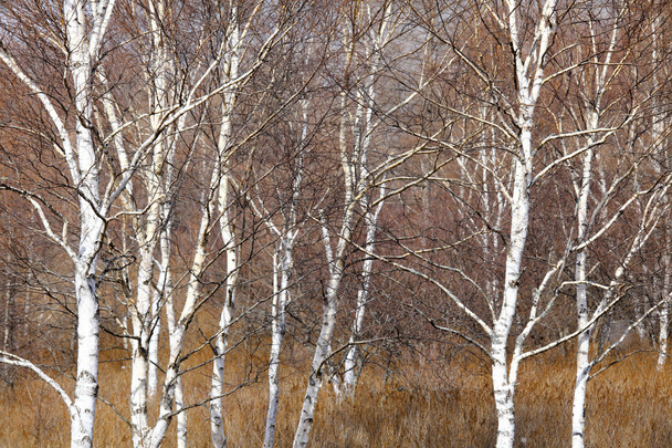 jesienny las  - Zdjęcie, obraz