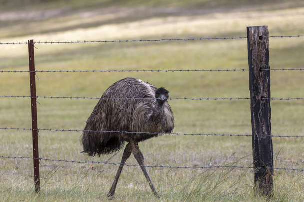 Un Emu australiano caminando a lo largo de una cerca de alambre de púas en el interior de Australia regional - Foto, imagen