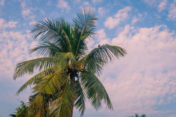 Coconut Palm photo de fond en hiver thème saisonnier rétro-éclairé mais vibrant ciel de lever de soleil de couleur. Palmier en silhouette par la lumière du soleil. paradis - Nouvelle-Zélande. Beauté dans la nature horizon milieux. - Photo, image