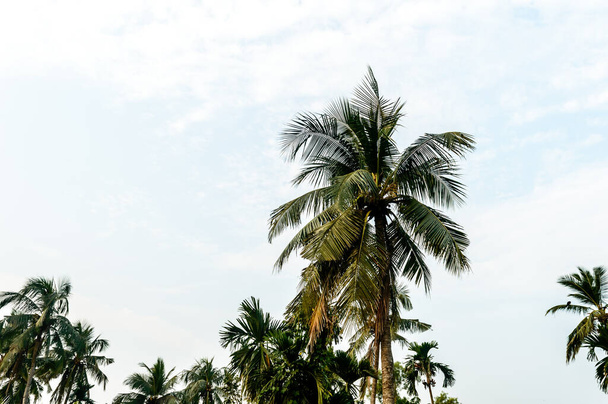 Palma kokosowa tło zdjęcie drzewa w lecie sezonowy temat jasno oświetlone przez żywy zachód słońca niebo. Palma w świetle słonecznym. Goa Sea Beach Indie. Piękno w przyrodzie horyzont Tło. - Zdjęcie, obraz