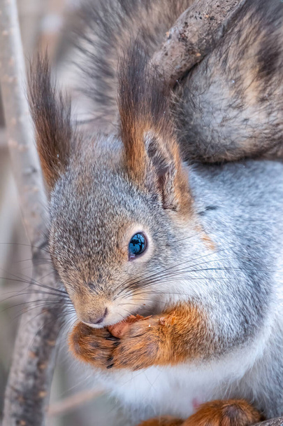 The squirrel with nut sits on tree in the winter or autumn. Eurasian red squirrel, Sciurus vulgaris. Portrait of a squirrel in winter. - Foto, afbeelding