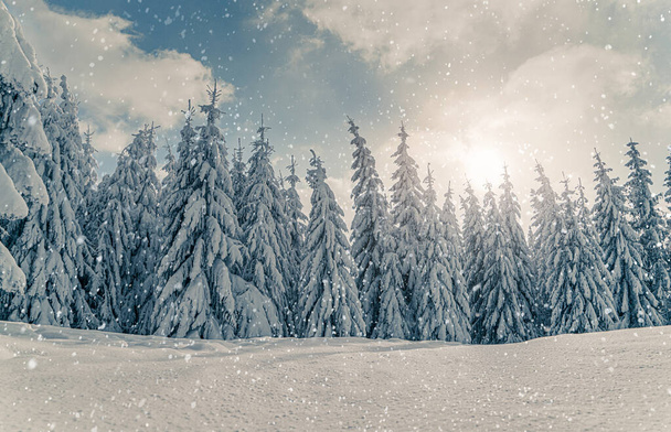 Schöne schneebedeckte Tannen in gefrorener Berglandschaft bei Sonnenuntergang. Weihnachten Hintergrund mit hohen Fichten mit Schnee bedeckt. Alpines Skigebiet. Wintergrußkarte vorhanden. Frohes neues Jahr - Foto, Bild