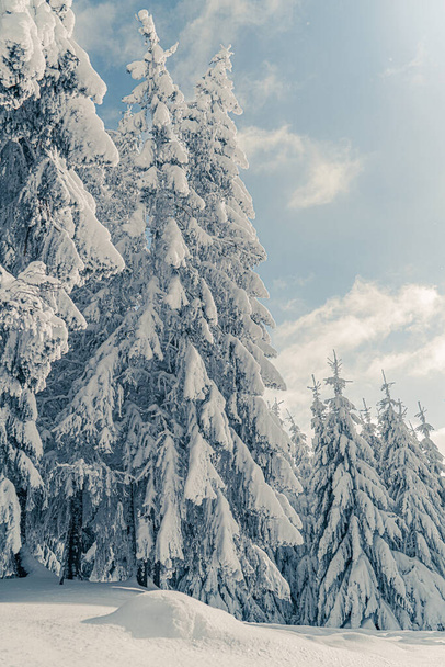 Hermosos abetos nevados en el paisaje de montañas congeladas. Fondo navideño con abetos altos cubiertos de nieve en el bosque. Estación de esquí alpino. Tarjeta de felicitación de invierno. Feliz Año Nuevo - Foto, Imagen