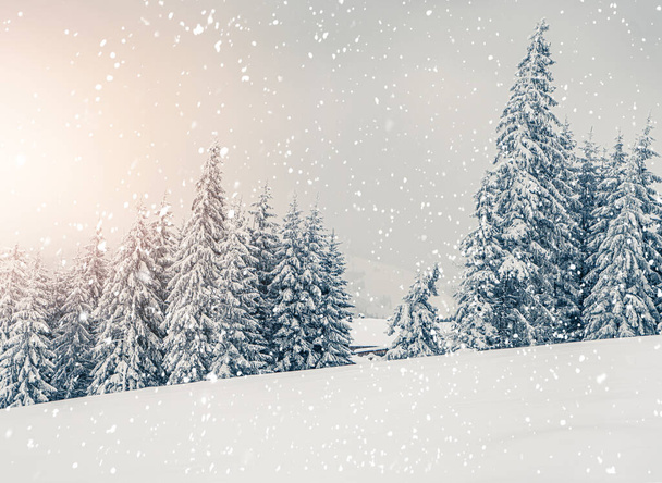 Krásné zasněžené jedle v zamrzlé horské krajině při západu slunce. Vánoční pozadí s vysokými smrky pokryté sněhem. Alpské lyžařské středisko. Zimní přání. Šťastný nový rok - Fotografie, Obrázek