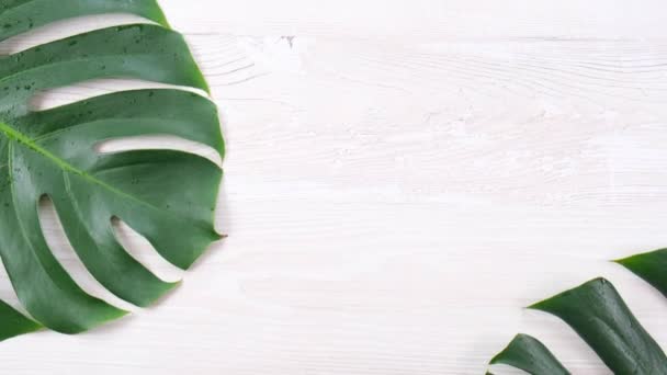 hojas de monstera de verano tropical sobre fondo de madera blanca, espacio de copia - Imágenes, Vídeo