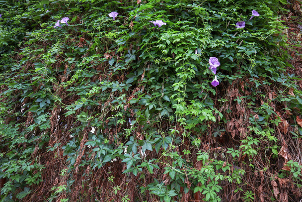 Plantes denses recouvrant une vieille porte en fer - Photo, image