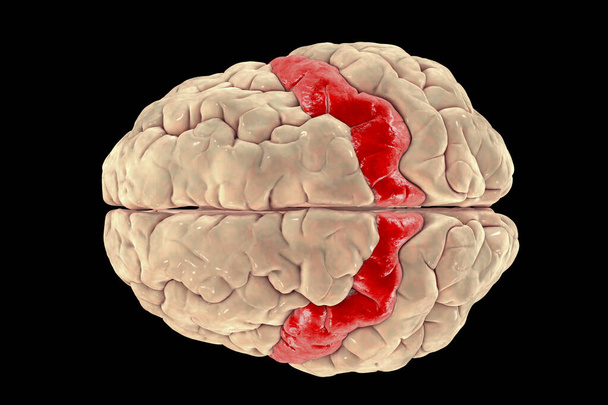 cerveau humain avec gyrus préentral surligné, vue de dessus, illustration 3D. il est situé dans le lobe frontal postérieur et est le site du cortex moteur primaire, la zone brodmann 4. - Photo, image