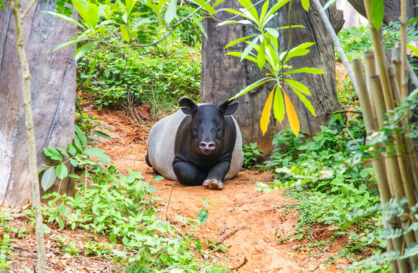 Tapir sitzt in der Natur, Tierwelt Szene aus tropischer Natur, Tapir ist ein Säugetier, das sich von großen Pflanzen ernährt - Foto, Bild