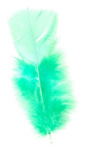 πράσινο φτερό - Φωτογραφία, εικόνα