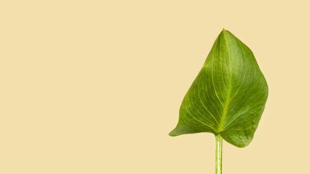 Nahaufnahme der Blätter der Calla (Zantedeschia) Pflanze. Calla (Zantedeschia) Blume auf beigem Hintergrund. Pflegekonzept für Heimpflanzen. Modernes minimalistisches, kreatives Wohnraumkonzept, Gartenzimmer  - Foto, Bild