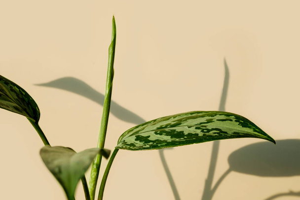 Nahaufnahme der Blätter der Aglaonema-Pflanze. Aglaonema-Blüte auf beigem Hintergrund. Pflegekonzept für Heimpflanzen. Modernes minimalistisches, kreatives Wohnraumkonzept, Gartenzimmer  - Foto, Bild