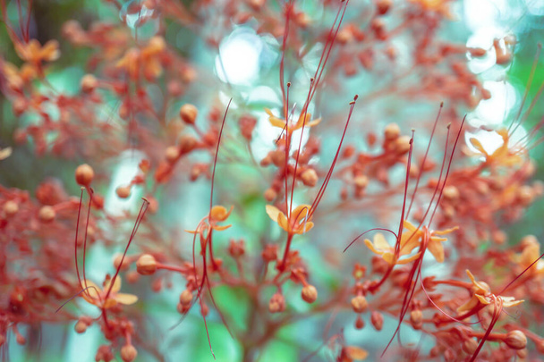自然界に咲く柔らかく選択的な赤い野生の花  - 写真・画像