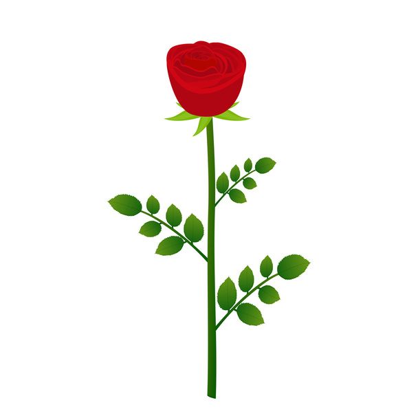 Red rose closeup on a white background - Vector, Imagen