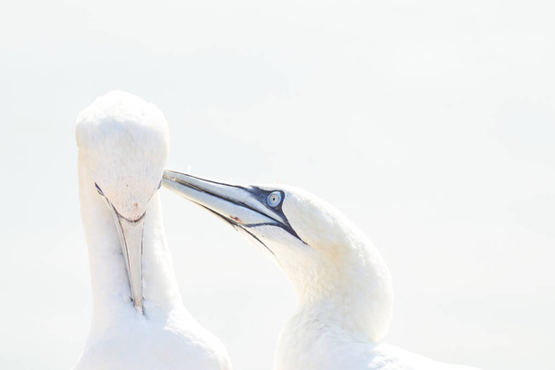 Retrato de pareja de Gannet del Norte, Sula bassana, A dos pájaros les encanta la luz suave, el comportamiento de amor animal. - Foto, Imagen