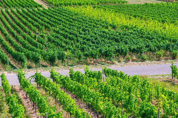 Vineyards green fields landscape with grapevine rows, grape trellis and path road on hills in river Rhine Valley, Rheingau wine region on Roseneck mount near Rudesheim town, State of Hesse, Germany - Foto, imagen