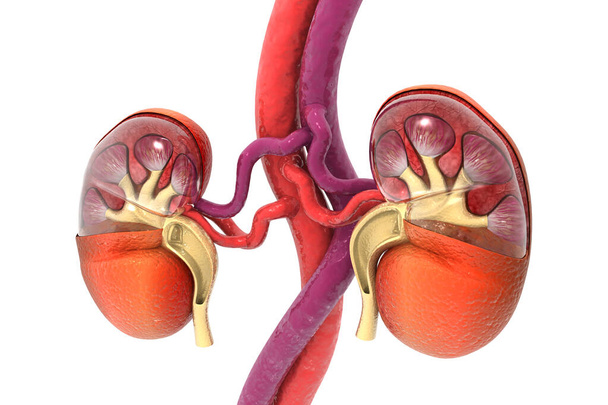 Ihmisen munuaisten poikkileikkaus 3d renderointi - Valokuva, kuva