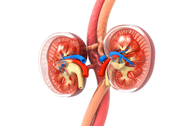 Sección transversal del riñón humano 3d render - Foto, Imagen