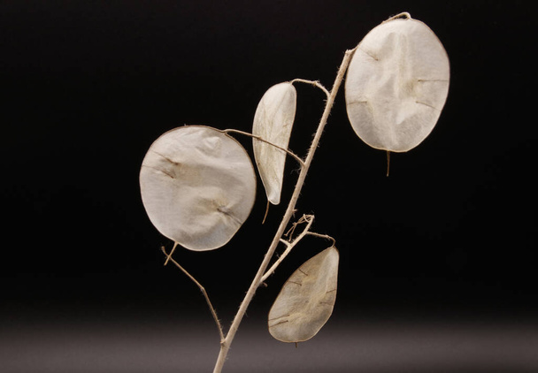 fotografías artísticas de la planta lunaria, planta de plata, planta ornamental. Textura natural - Foto, imagen