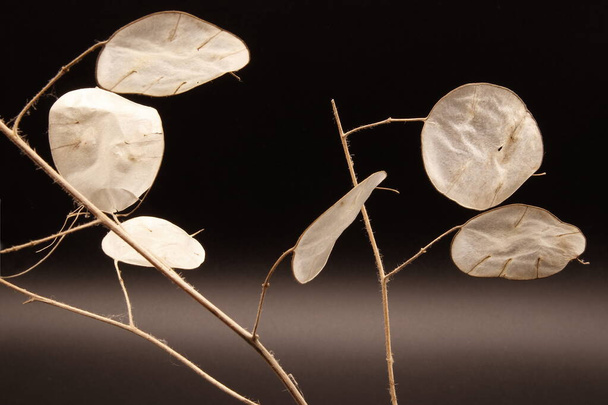 artistic photographs of the lunaria plant, silver plant, ornamental plant. Natural texture - Photo, Image