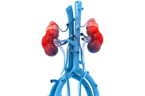 Human kidney on white background. 3d render - Photo, Image