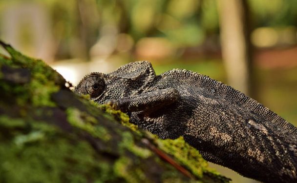 A closeup shot of a Mediterranean Chameleon climbing up a tree trunk in the Maltese Islands - 写真・画像