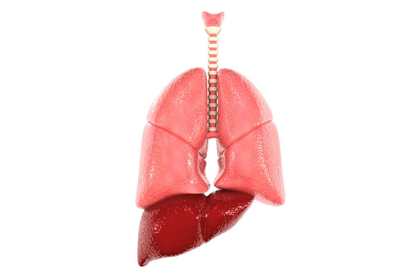 Ihmisen keuhkot tieteellisellä pohjalla. 3d kuva - Valokuva, kuva