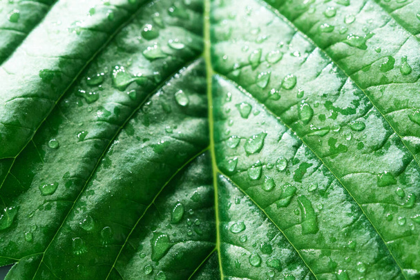 a macro shot of a green leaf with droplets - Фото, изображение