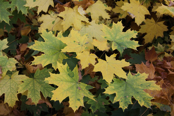 Fall gold yellow leaves background - Zdjęcie, obraz