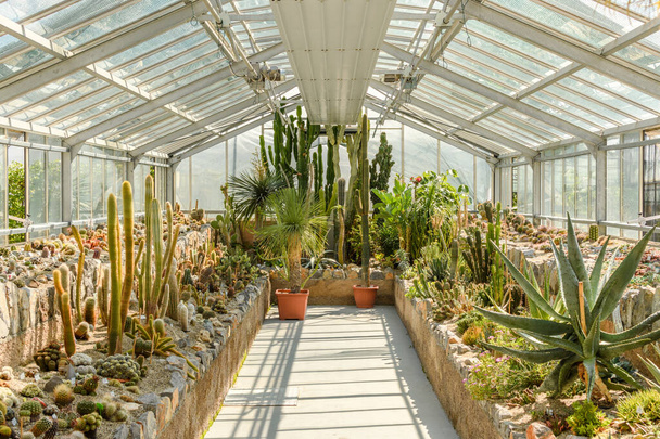 The succulent plants growing in the greenhouse - Φωτογραφία, εικόνα