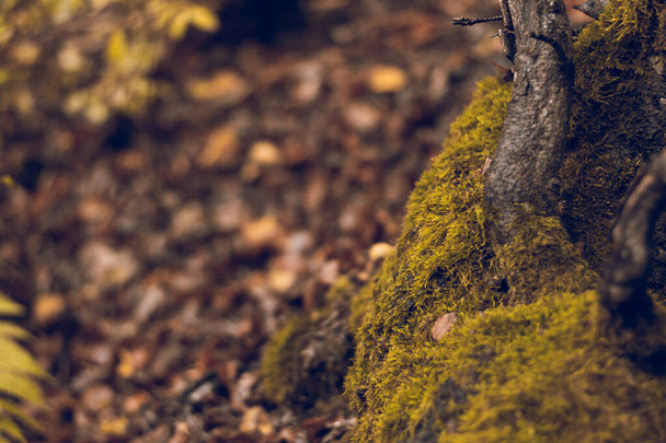 A closeup shot of mossy wet tree roots in an old-growth autumn forest - Photo, image